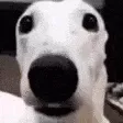 DogLookingSussyAndCold