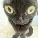 u_kittywhat u_kittywhat