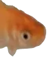 glub