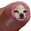 foreskindog foreskindog
