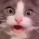 CatSHOCK
