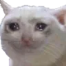 DOSE_cat_cry