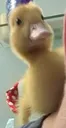 UnhingedDucky