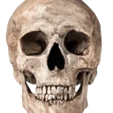 Realisticskull