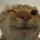 Meowclindoeil Meowclindoeil