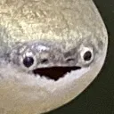 WhenFihs