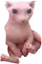 bingus