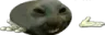 xddshrug