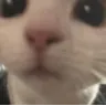 cat_stare cat_stare