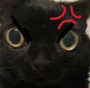 Mad Cat MadCat Discord Emoji