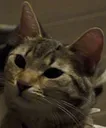 huh_cpm