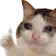 cat_imadeit