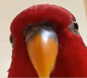 birb birb