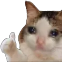 Sad_Cat_ok