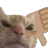 ThumbsDownCat