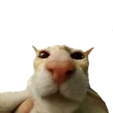 442bddbdbf65c1d02071b128aca8bef4