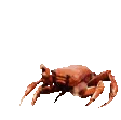 crabrave crabrave