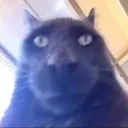 Sillycat Discord Emoji