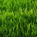 grass