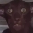 Scaredcat scaredcat Discord Emoji