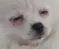 puga