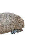 capywiz2 capywiz2
