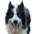 philsp2PartyHond Discord Emoji
