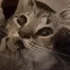 catbaby