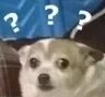 ConfusedDoggo