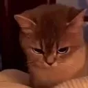 catglareemojo