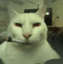 weedcat