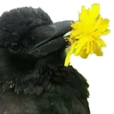 crowflower