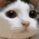 catnopers