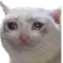 Crycat