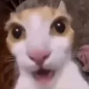 D_zcat