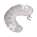 Wbug