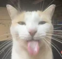 blehhh blehhh