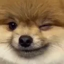 Dogwink