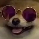 Dogcool