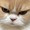 cat_angry