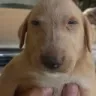 papu