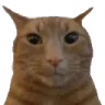 staring_ginger_cat Discord Emoji
