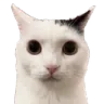 v_catstare