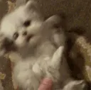 uwu