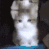 mCatsadkitty
