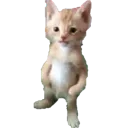__