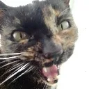 Judgescat