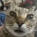 bu