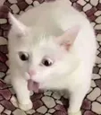 ughcat