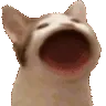 Catpop_LS